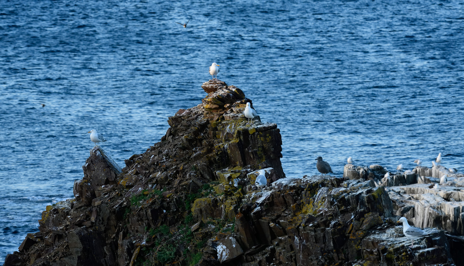 [400 mm, 1/320 Sek. bei f / 11, ISO 2000]